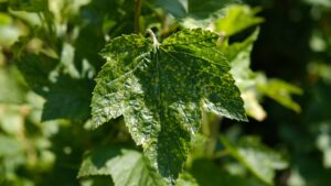 Currant leaves damaged by fungal diseases or insect pests.